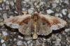 Ptilodon cucullina